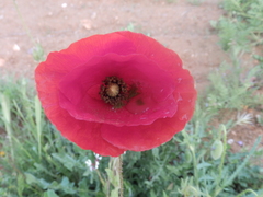 Papaver rhoeas