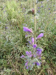 Echium tuberculatum