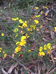 Bossiaea heterophylla
