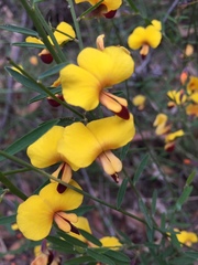 Bossiaea heterophylla