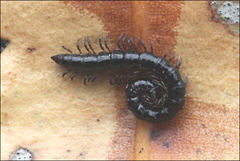 Dicranogonus pix