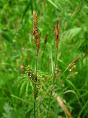 Carex schmidtii