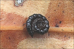 Dicranogonus pix
