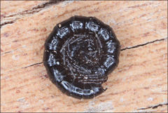 Dicranogonus pix