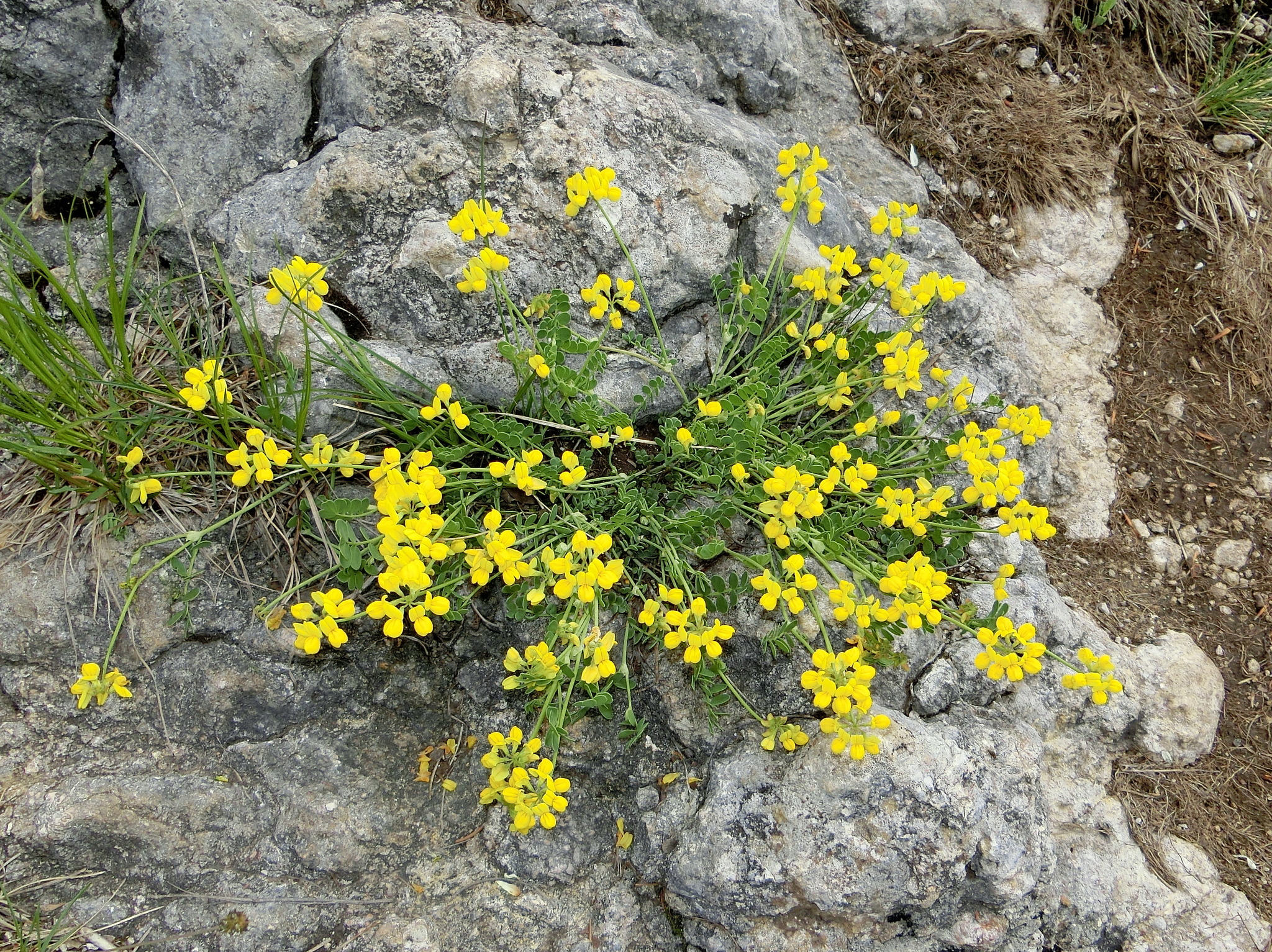 Coronilla vaginalis