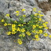Coronilla vaginalis - Photo (c) Andrea Peterlongo, some rights reserved (CC BY-NC), uploaded by Andrea Peterlongo