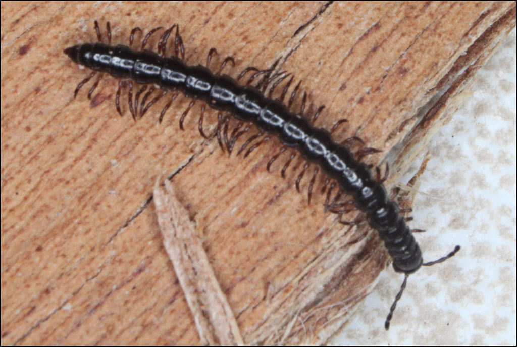 Dicranogonus pix