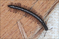 Dicranogonus pix