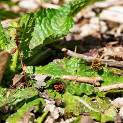 Syrphus ribesii