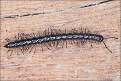 Dicranogonus pix