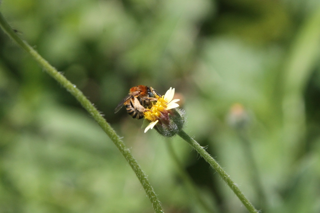 Melissodes rufodentatus