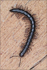 Dicranogonus pix