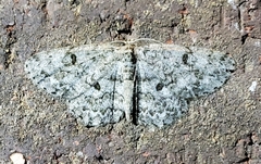 Hypomecis umbrosaria