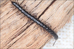 Dicranogonus pix
