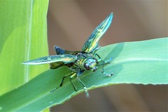 Chrysodema