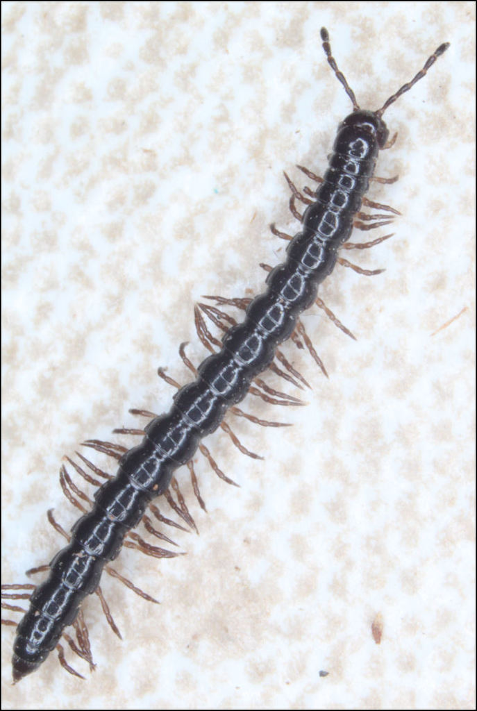 Dicranogonus