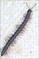 Dicranogonus pix