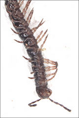 Dicranogonus pix
