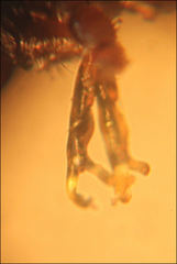 Dicranogonus pix