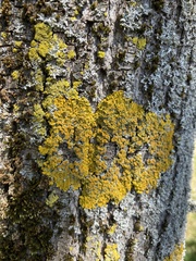 Xanthoria parietina