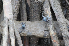 Metopograpsus