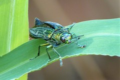 Chrysodema