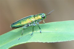 Chrysodema