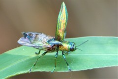 Chrysodema