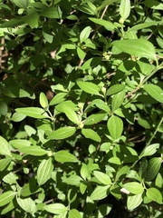 Philadelphus texensis