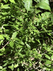 Philadelphus texensis