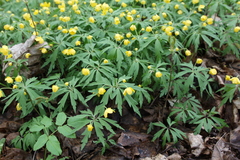 Anemonoides ranunculoides