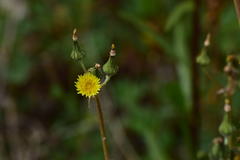 Sonchus asper asper