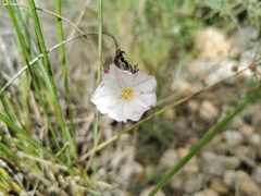 Convolvulus lanuginosus