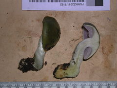 Cortinarius viridipileatus