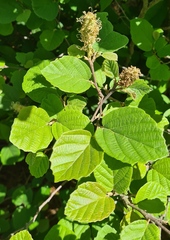 Fothergilla gardenii