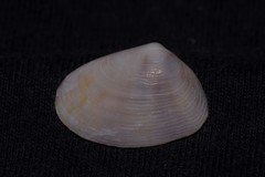 Latona cuneata