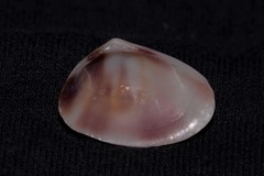 Latona cuneata