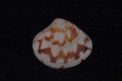 Lioconcha fastigiata