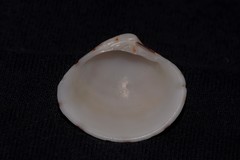 Lioconcha fastigiata