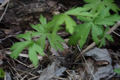 Anemonoides quinquefolia