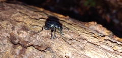 Timarcha tenebricosa