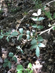 Berberis swaseyi