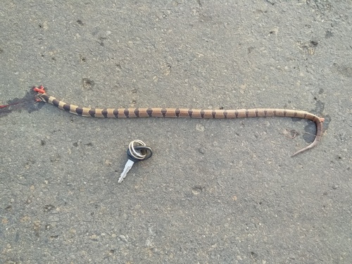 Tillack's Kukri Snake