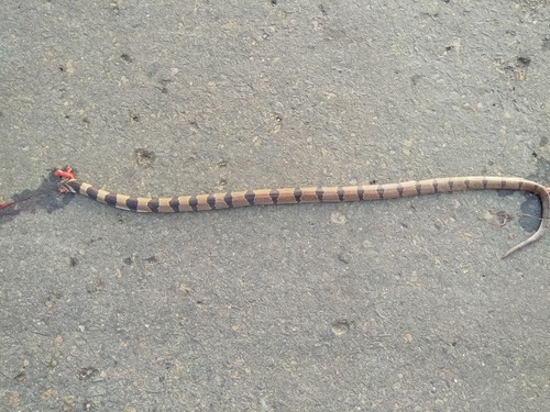 Tillack's Kukri Snake