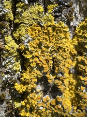 Xanthoria parietina