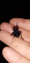 Timarcha tenebricosa