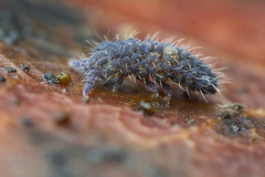 Morulodes ambiguus