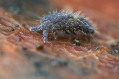Morulodes ambiguus