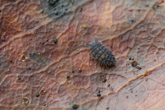 Morulodes ambiguus