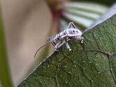Acanthocorini